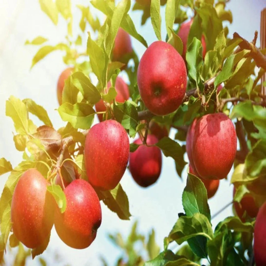 Mature Yates Apple Tree in a garden setting with full foliage.
