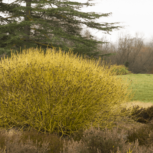 Yellow Twig Dogwood with green foliage