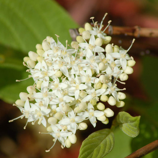 Dogwood Shrub Yellow Twig with white flowers