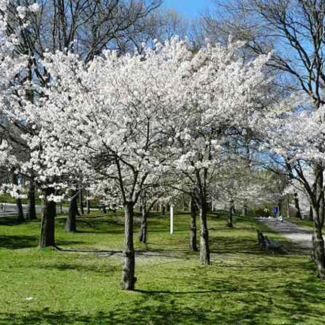 Yoshino Cherry Tree blooming