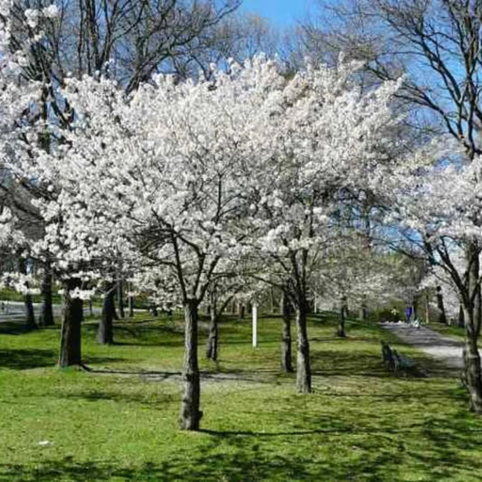 Yoshino Cherry Tree blooming