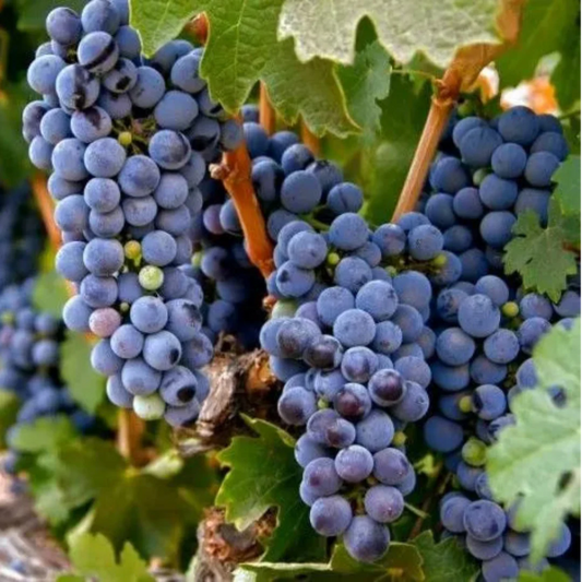 Ripe Zinfandel grapes displayed in a vineyard setting with natural lighting