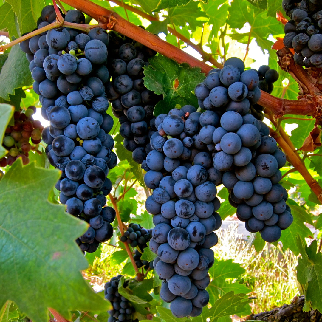 Fresh Zinfandel grape cluster with deep red-purple fruit hanging on the vine