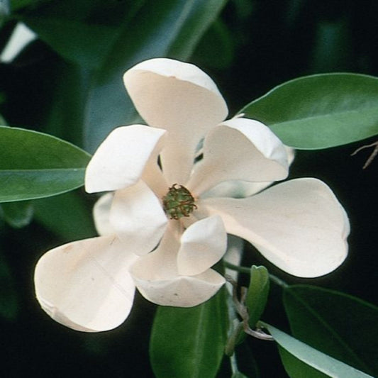 (1 Gallon) Abelia 'Glossy' Grandiflora, Dark Green Glossy Leaves with Fragrant Blooms