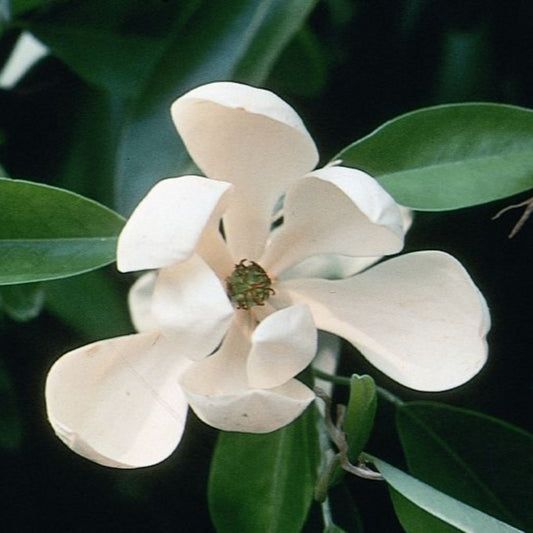 Sweetbay magnolia tree young plant
