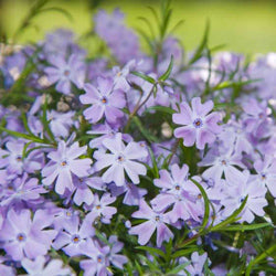 Phlox Subulata (Blue) Thrift Creeping Phlox