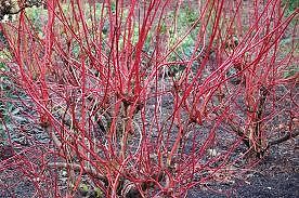 Coral Red Dogwood Trees