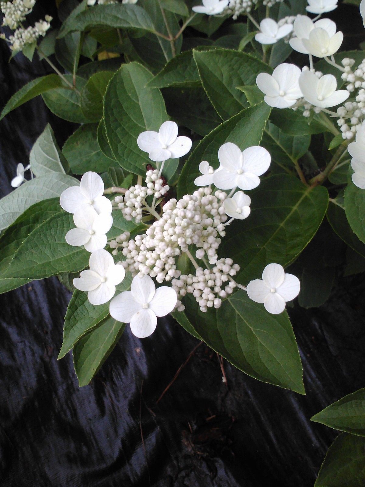 Dharuma Hydrangea