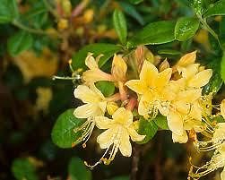 Rhododendron 'My Mary'-3