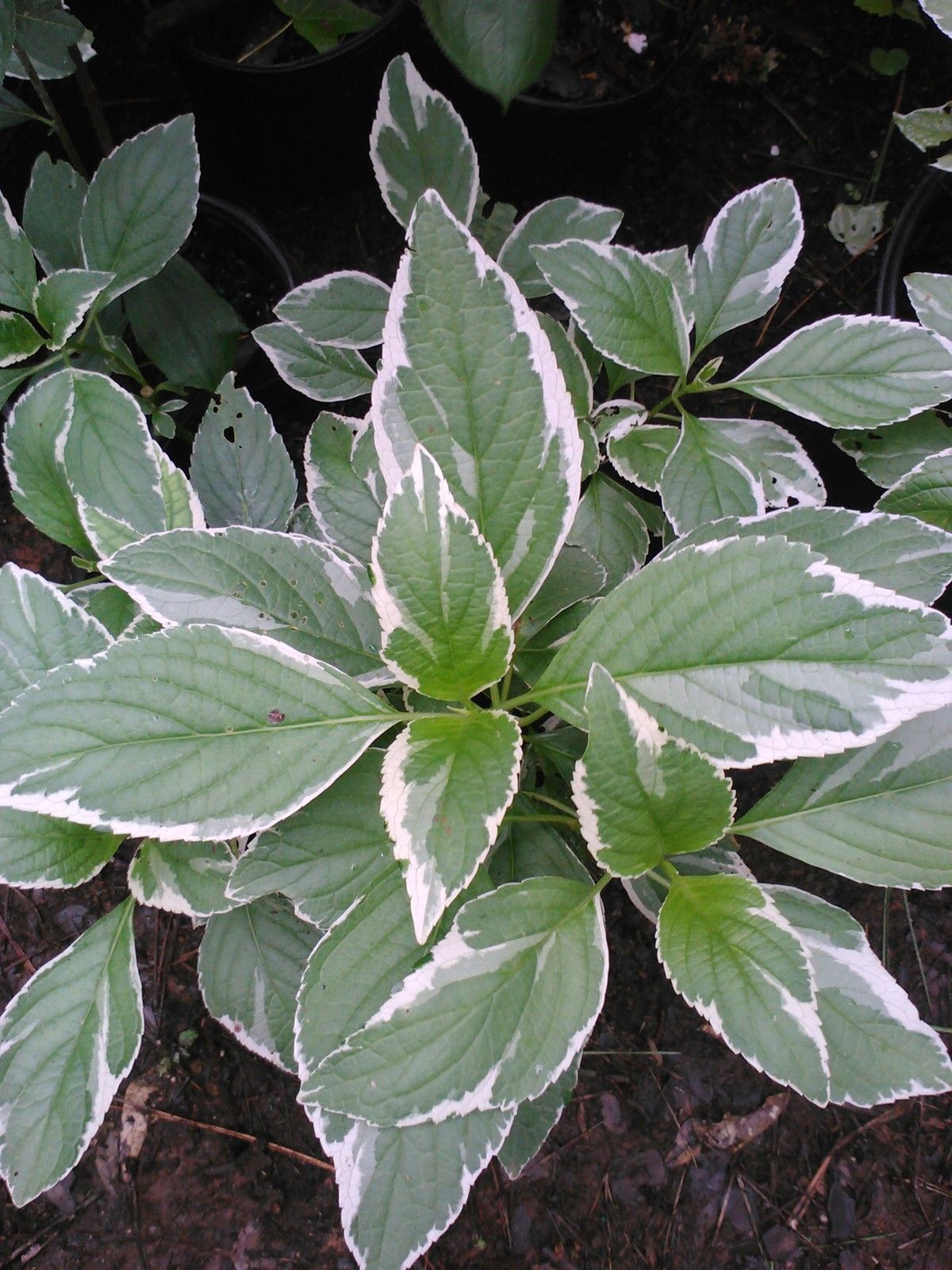 Variegata' Hydrangea