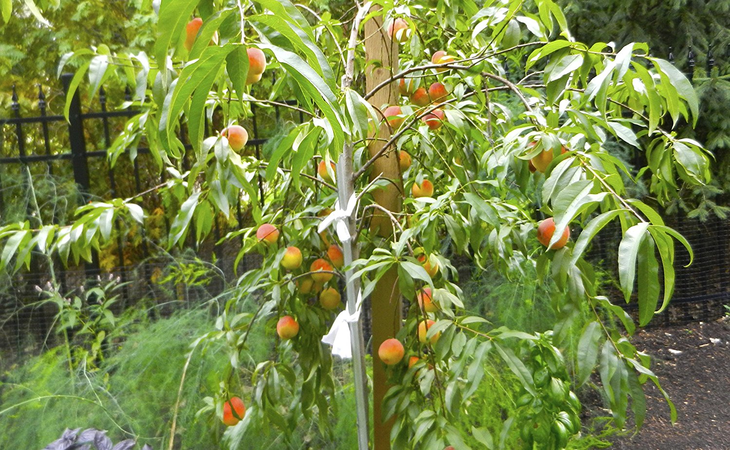 Peach Cocktail Tree