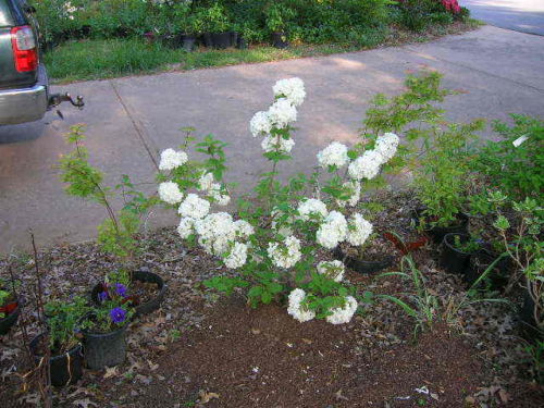 Reeves' Spirea Bridal wreath spirea