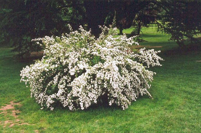 Snowmound' Spirea