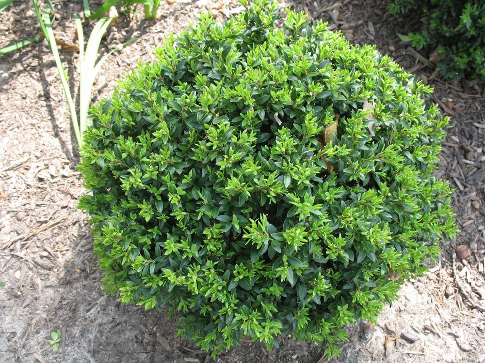 Titan Boxwood, Broadleaf Evergreen Shrub