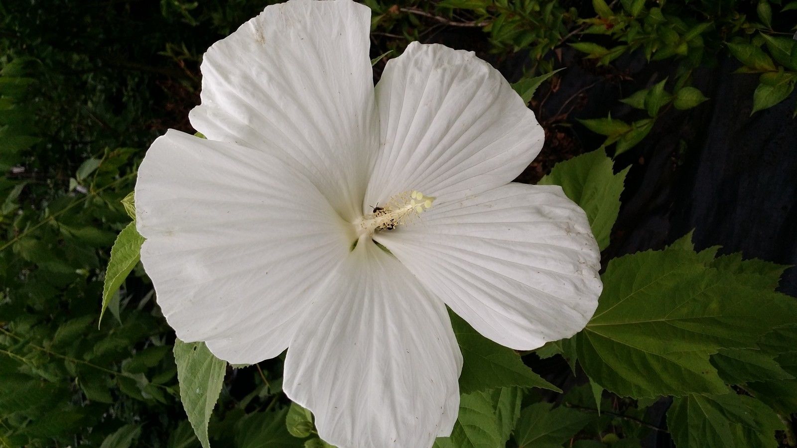 Hardy Hibiscus