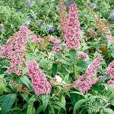 Pg 'Pink Delight' Butterfly Bush