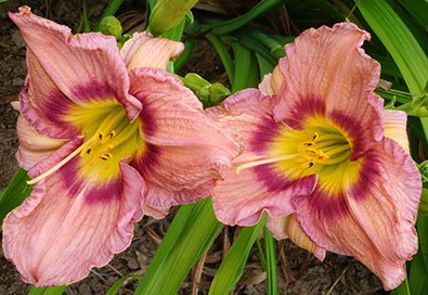 Bellaboo Daylily