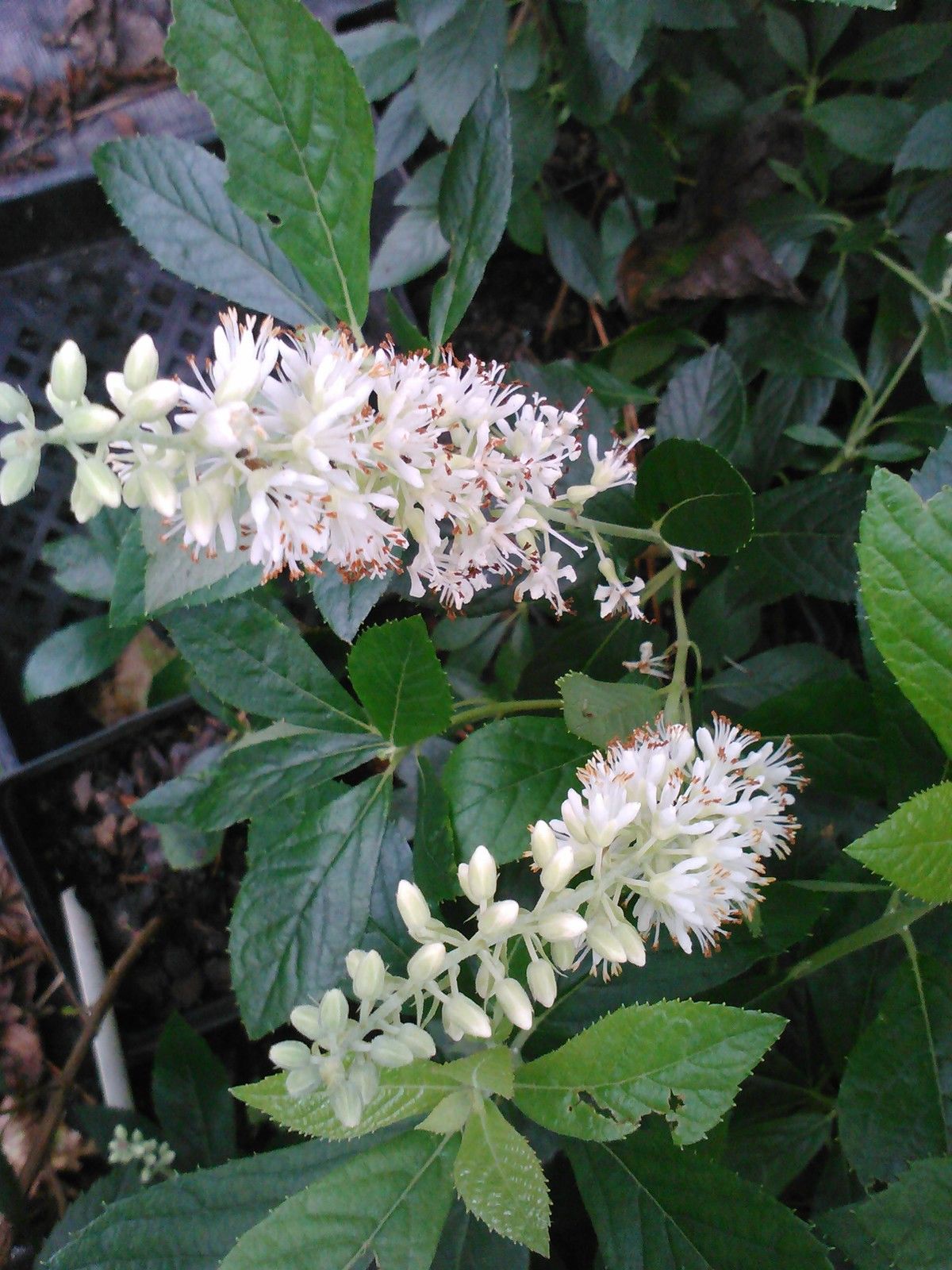 Hummingbird Clethra-1