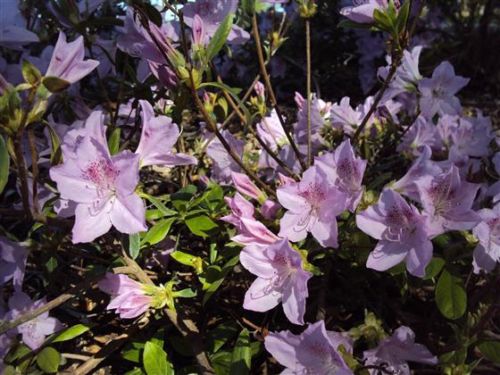 Hybrid Mildred Mae Azalea