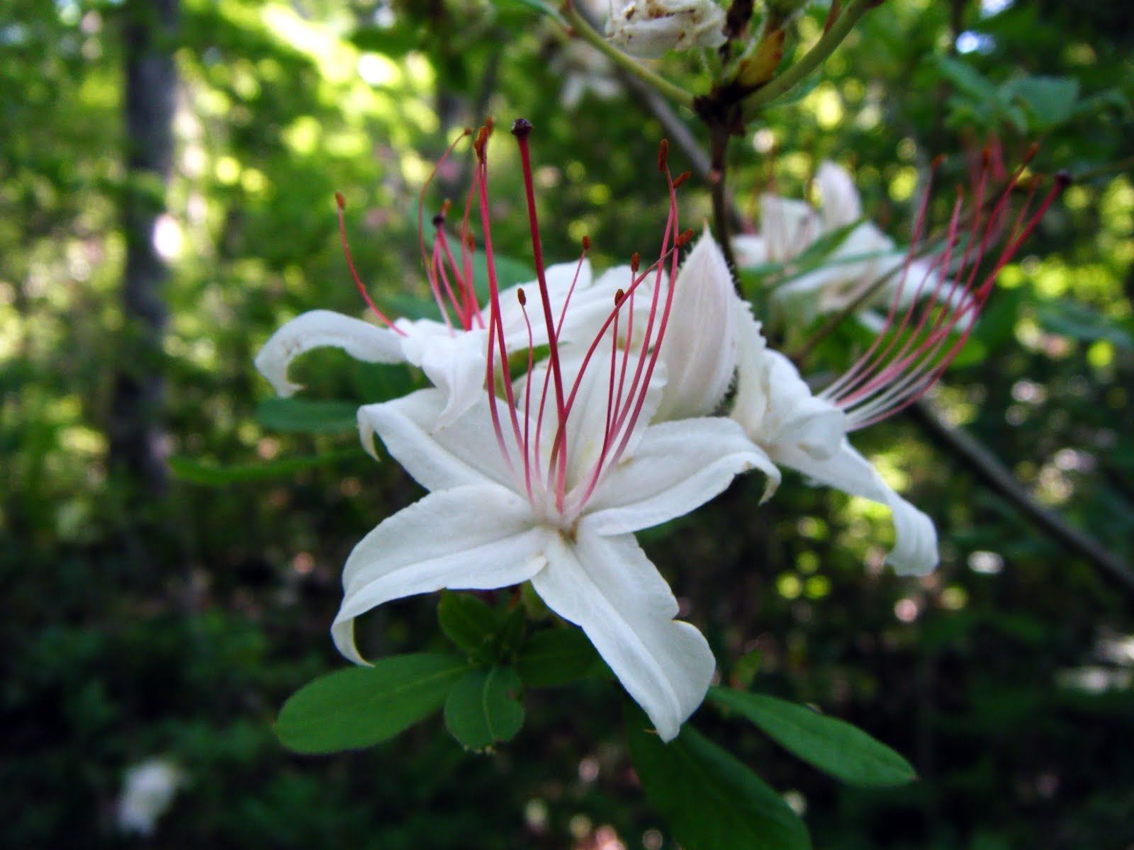 Rhododendron ' Arboroscens'