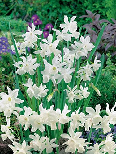 Daffodil Thalia Online on Sale from HnG Nursery for trees & plants