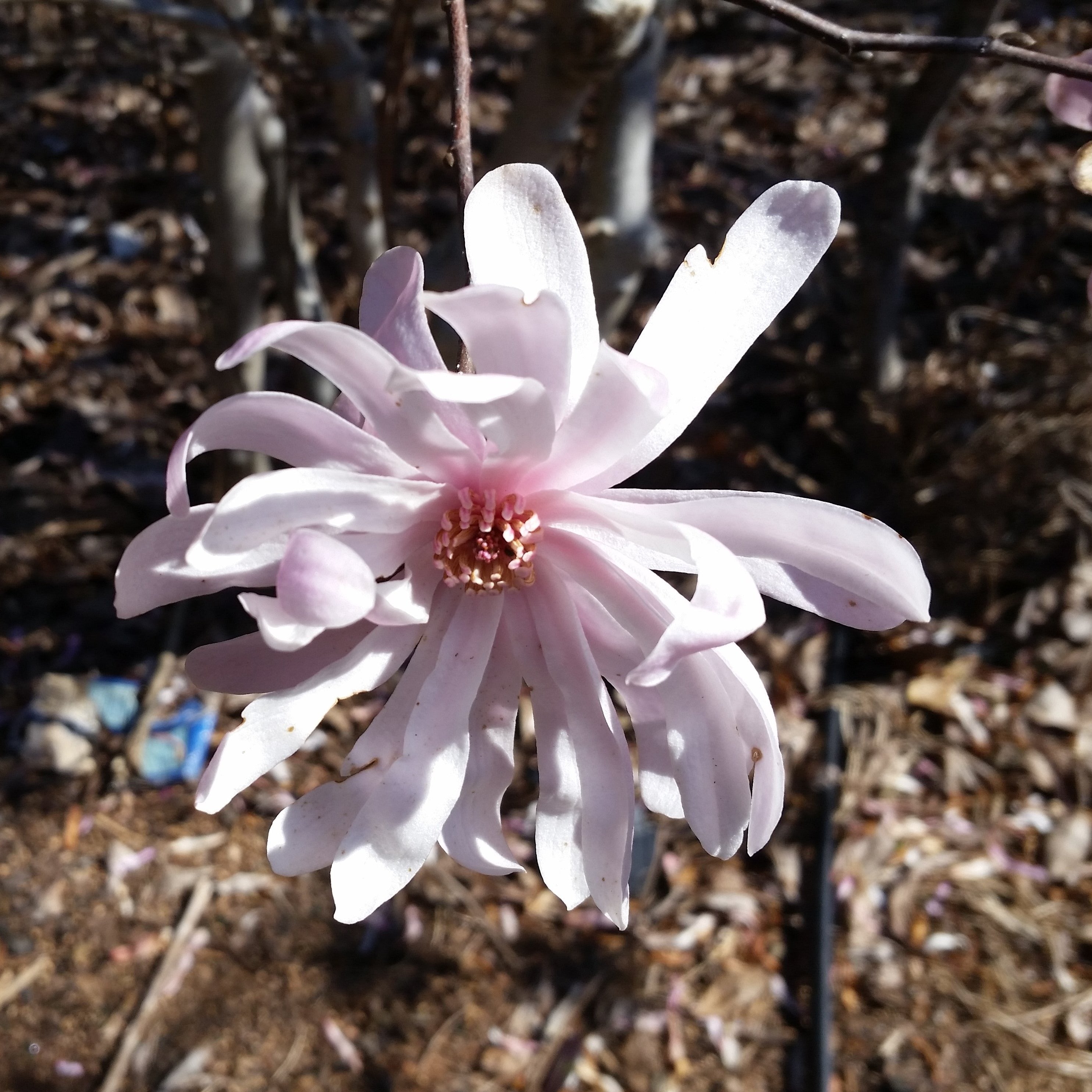 Waterlily Magnolia