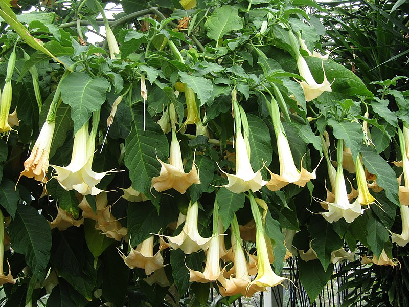 White Angel's Trumpet