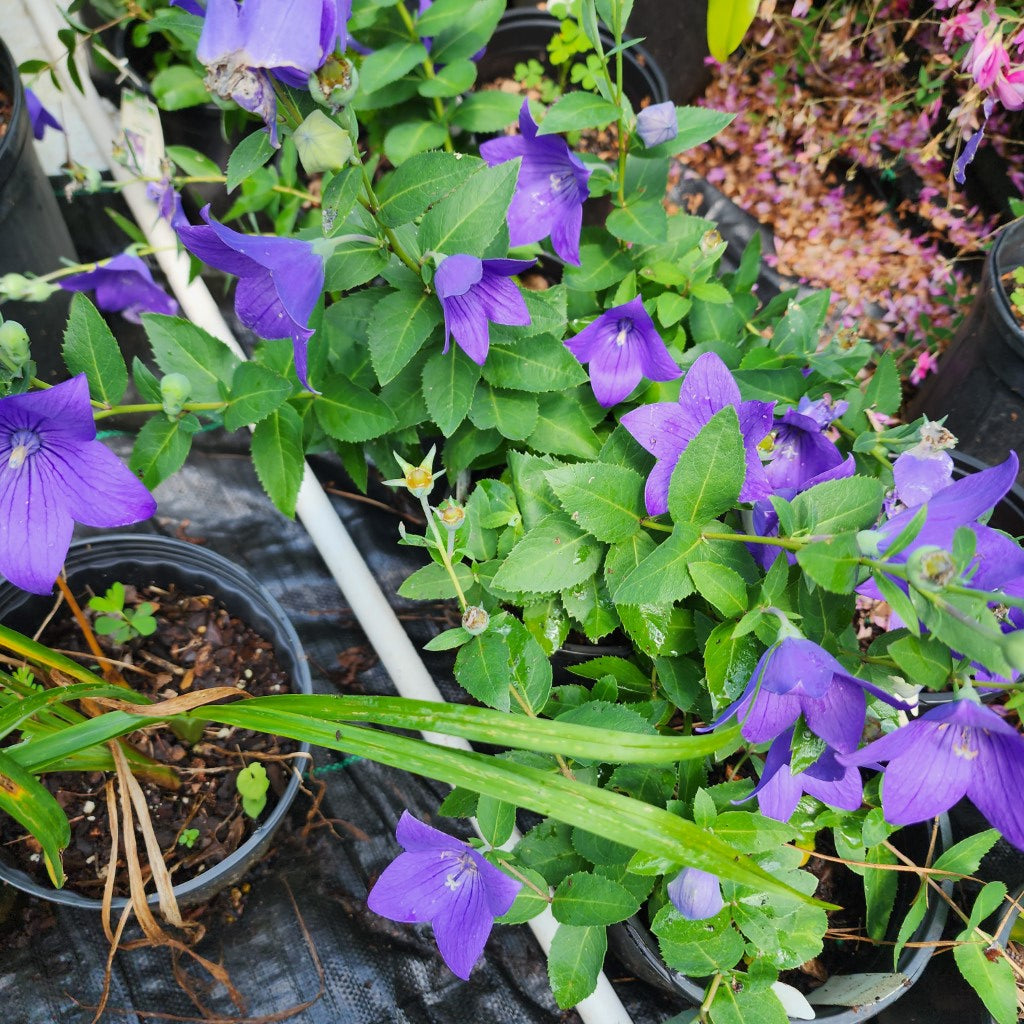 Platycodon Grandiflorus Sentimental Blue Dwarf Online on Sale from HnG Nursery for trees & plants