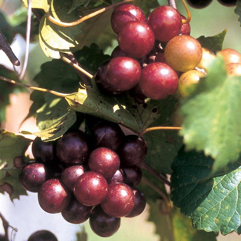 Scarlett Muscadine Grape Vine Shrub