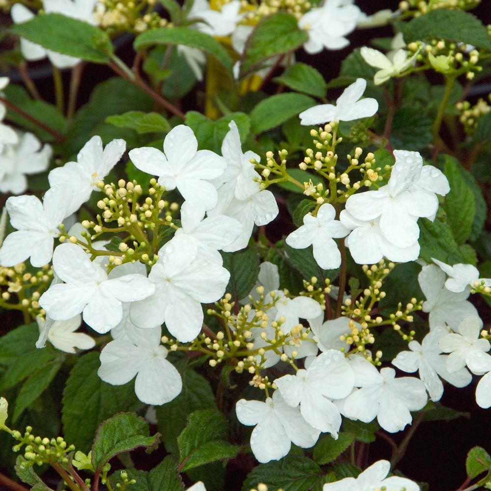 Summer Snowflake Viburnum