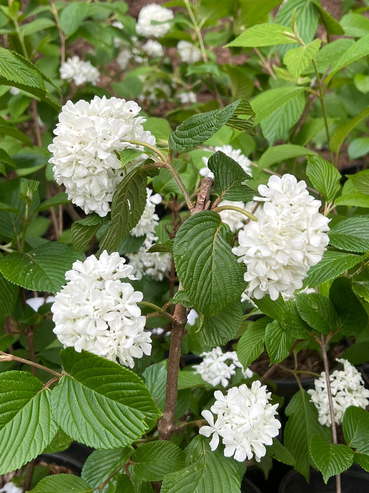 Viburnum Mary Milton