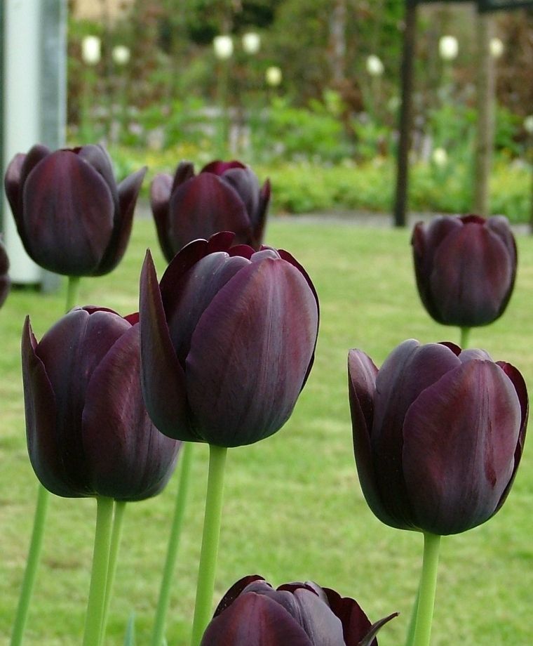 Tulip Queen of Night