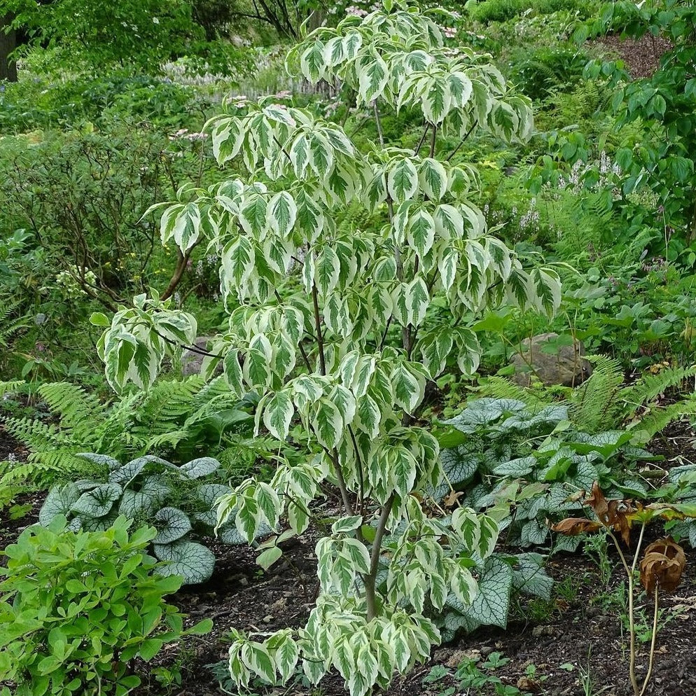 Dogwood Daybreak Tree