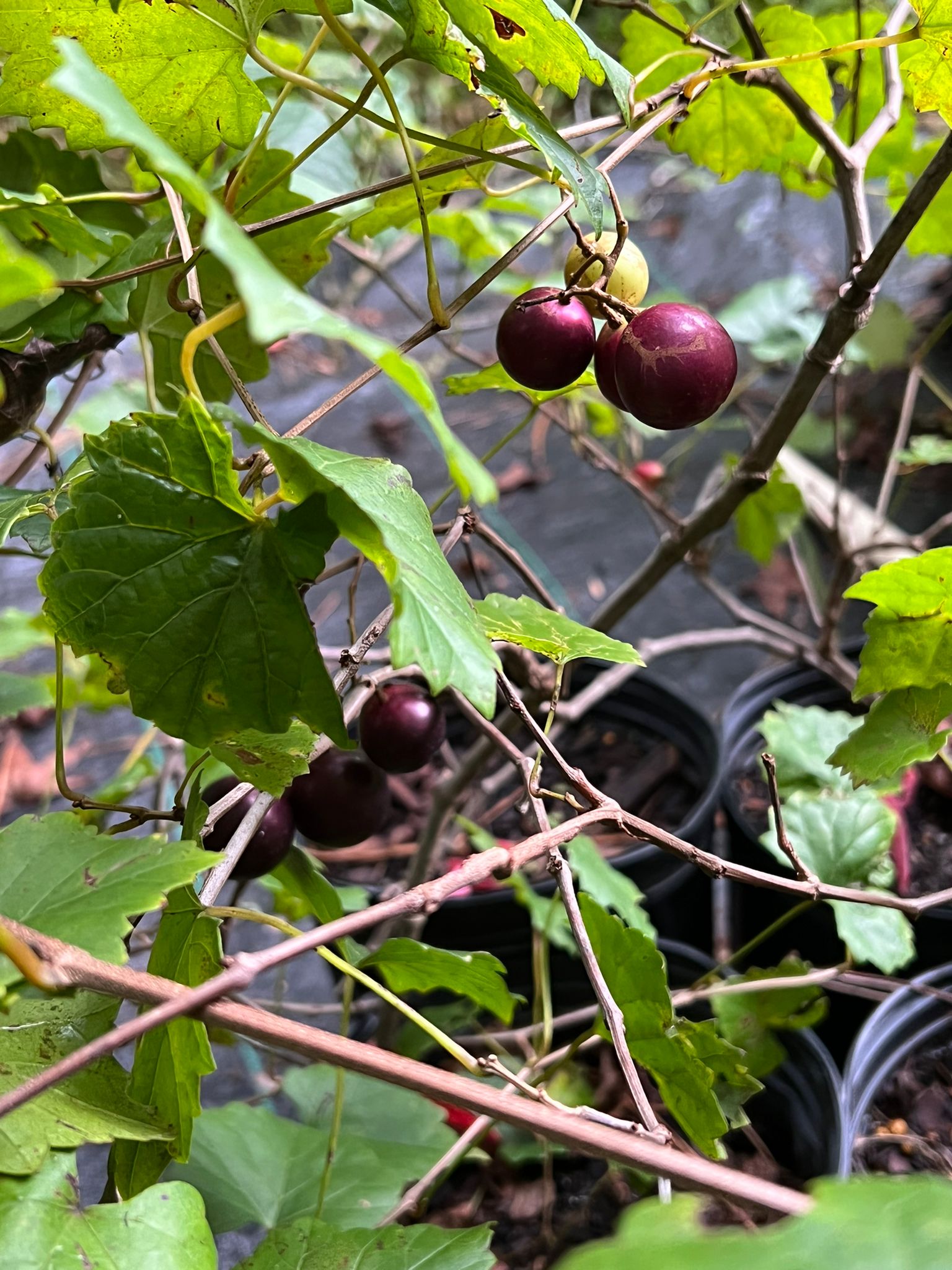 Lane Muscadine Grape Vine