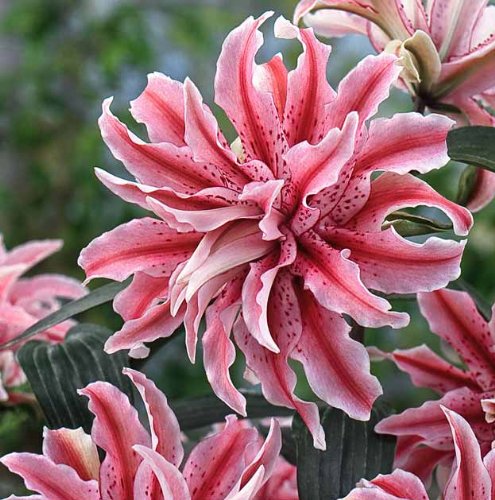 Double Oriental Lily