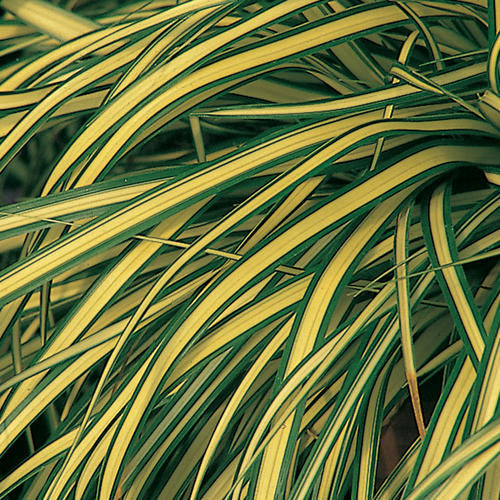 Grass: Carex Hachijoensis 'Evergold' Variegated Japanese Sedge Online on Sale from HnG Nursery for trees & plants