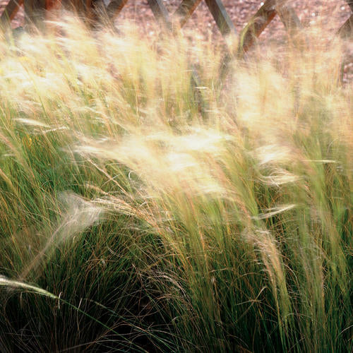 Grass: Nassella (Stipa) Tenuissima 'Pony Tails