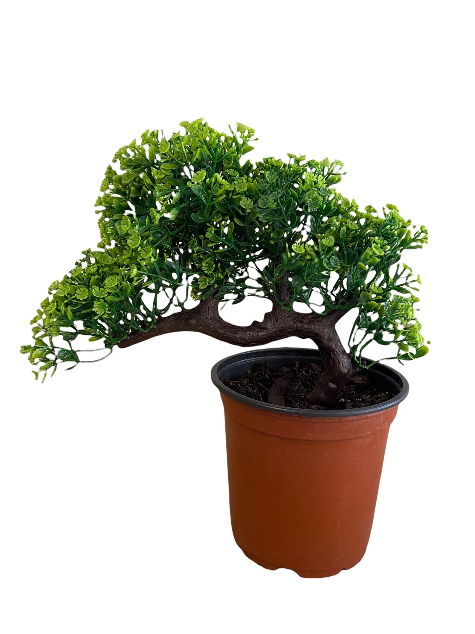 Gorgeous Bonsai with Very Attractive Pot