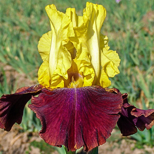 Iris Germanica Blatant Bearded German Iris