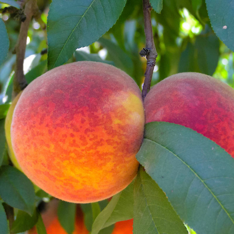 Red Peach Tree