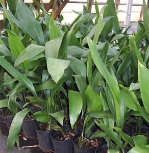 Aspidistra Elatior Cast Iron Plant