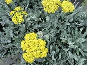 Achillea 'Moonshine' Yarrow, Upright