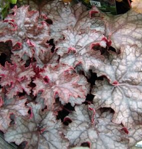 Heuchera 'Amethyst Myst' Coral Bells