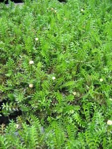 Leptinella Squalida, Green Brass Buttons