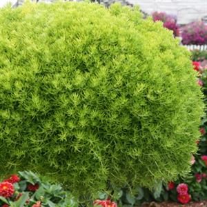 Sedum Rupestre 'Lemon Ball' Stonecrop