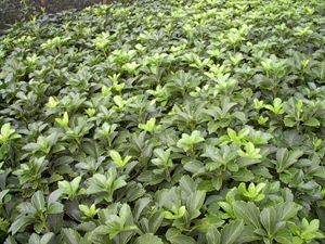 Pachysandra Terminalis Japanese Spurge