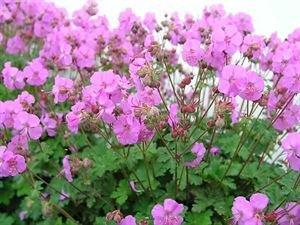 Geranium X Cantabrigiense 'Karmina' Cranesbill