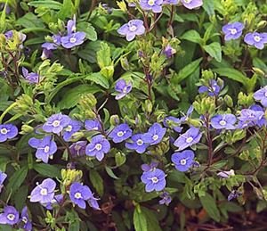 Veronica Peduncularis Georgia Blue Speedwell Online on Sale from HnG Nursery for trees & plants