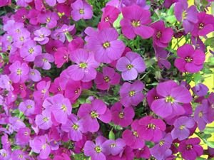 Pots Aubrieta Hybrida 'Dark Red'