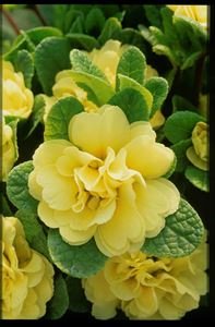 Primula Vulgaris Belarina Butter Yellow Hardy Primrose Online on Sale from HnG Nursery for trees & plants